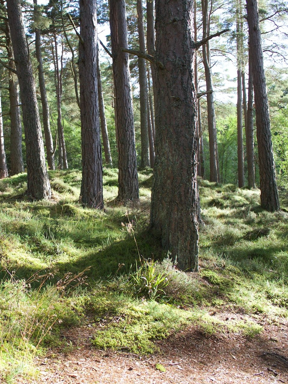 photography of forest at daytime